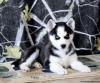 Photo №1. husky de sibérie - à vendre en ville de Даллас | 312€ | Annonce №45897