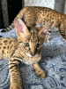 Photo №3. Chatons Savannah disponibles. La Grande-Bretagne