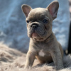 Photo №3. Chiots bouledogues français à vendre. Allemagne