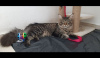 Photo №3. Vente de chatons, chats, chat Maine Coon. Serbie