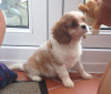 Photo №3. Adorables chiots Cavalier King Charles en adoption gratuite. Allemagne