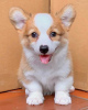 Photo №1. welsh corgi - à vendre en ville de Berlin | négocié | Annonce №68781