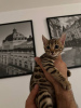 Photo №2 de l'annonce № 96386 de la vente bengal - acheter à Allemagne annonce privée