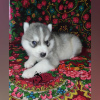 Photo №4. Je vais vendre husky de sibérie en ville de Voronezh. de la fourrière - prix - négocié