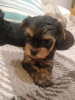 Photo №4. Je vais vendre yorkshire terrier en ville de Daugavpils. annonce privée, de la fourrière, éleveur - prix - 450€