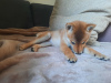 Photo №4. Je vais vendre shiba en ville de Varsovie. annonce privée - prix - négocié