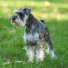 Photos supplémentaires: Chiots Schnauzer nain