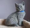 Photo №1. british shorthair - à vendre en ville de Гамбург | 200€ | Annonce № 92680