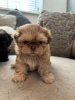 Photo №1. shih tzu - à vendre en ville de Рюдесхайм-на-Рейне | 350€ | Annonce №103519