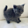 Photo №1. british shorthair - à vendre en ville de Miami | 265€ | Annonce № 77890