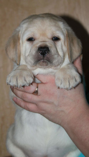 Photo №1. labrador retriever - à vendre en ville de Borisov | Négocié | Annonce №5124