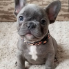 Photo №1. bouledogue - à vendre en ville de Budapest | 350€ | Annonce №78805