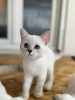 Photo №4. Je vais vendre british shorthair en ville de Belgrade. annonce privée - prix - négocié