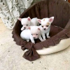 Photo №1. chihuahua - à vendre en ville de Portimão | 400€ | Annonce №126680