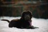 Photo №2 de l'annonce № 37073 de la vente buryat wolfhound mongol - acheter à Fédération de Russie de la fourrière, éleveur