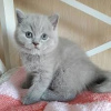 Photo №2 de l'annonce № 108919 de la vente british shorthair - acheter à USA annonce privée