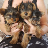 Photo №3. Teacup Yorkshire Terrier Puppy en adoption gratuite. Allemagne