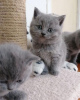 Photo №1. scottish fold - à vendre en ville de Довилаи | négocié | Annonce № 32284