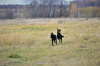 Photos supplémentaires: Chiot Retriever à Poil Droit