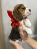 Photos supplémentaires: Chiots beagle de race pure de classe d'exposition