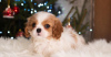 Photo №1. cavalier king charles spaniel - à vendre en ville de Berlin | 995€ | Annonce №33340