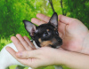 Photo №1. toy fox terrier - à vendre en ville de Naberezhnye Chelny | négocié | Annonce №8282