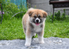 Photo №1. akita (chien) - à vendre en ville de Cherkassky Bishkin | négocié | Annonce №50488