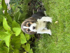 Photo №2 de l'annonce № 70793 de la vente beagle - acheter à Fédération de Russie éleveur