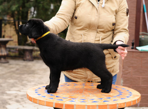 Photo №4. Je vais vendre labrador retriever en ville de Donetsk. annonce privée - prix - 291€