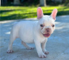 Photo №1. bouledogue - à vendre en ville de Gundagai | 946€ | Annonce №50399