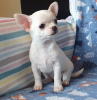 Photo №1. chihuahua - à vendre en ville de Paris | négocié | Annonce №71018