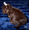 Photo №4. Je vais vendre biewer yorkshire terrier en ville de Tchernigov. éleveur - prix - 47€