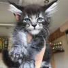 Photo №1. maine coon - à vendre en ville de Hartford | 568€ | Annonce № 109895