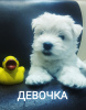 Photo №1. west highland white terrier - à vendre en ville de Grodno | 296€ | Annonce №11896