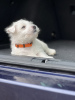 Photo №3. Chiots West Highland White Terrier à vendre. Allemagne