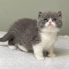 Photo №3. Chatons British Shorthair bleu à vendre. USA