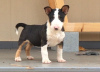 Photo №1. bull terrier - à vendre en ville de Гронинген | Gratuit | Annonce №123932