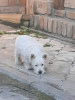 Photo №3. Terrier blanc des Highlands de l'Ouest - Westie. Serbie