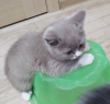 Photo №1. scottish fold - à vendre en ville de Kharkov | 45€ | Annonce № 10678