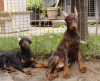 Photo №3. Chiots Dobermann à vendre. Serbie