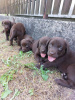 Photos supplémentaires: Labrador Retriever, litière brun chocolat