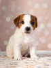 Photo №2 de l'annonce № 11542 de la vente jack russell terrier - acheter à Ukraine annonce privée