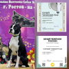 Photo №1. Service d'accouplement - race: terrier de boston. Prix - Gratuit