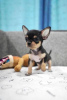 Photo №1. chihuahua - à vendre en ville de Prague | négocié | Annonce №109957