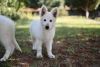 Photo №2 de l'annonce № 57978 de la vente berger blanc suisse - acheter à La Roumanie annonce privée