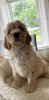 Photo №1. golden retriever - à vendre en ville de Texas City | 828€ | Annonce №76212