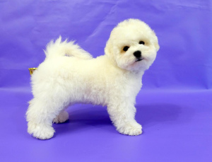 Photo №1. bichon à poil frisé - à vendre en ville de Moscou | 781€ | Annonce №2228