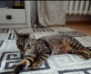 Photo №1. chat de gouttière - à vendre en ville de Minsk | Gratuit | Annonce № 93607