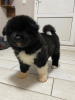 Photo №3. American Akita Fluffy Girl à vendre. Ukraine