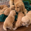 Photo №1. golden retriever - à vendre en ville de Saariselkä | 340€ | Annonce №120633